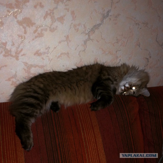 Котовторник