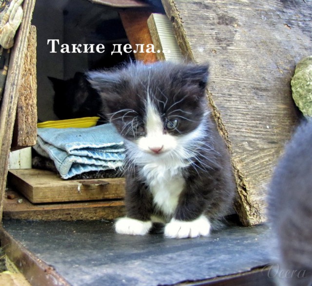 Владимир Путин с котом