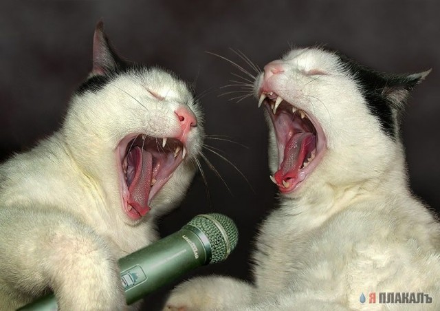 Коты, кошки, котята