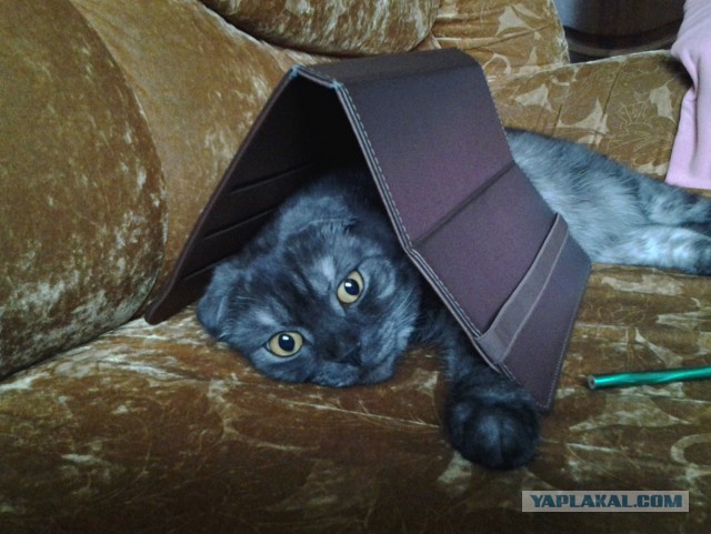 Котовторник 15.12.2015