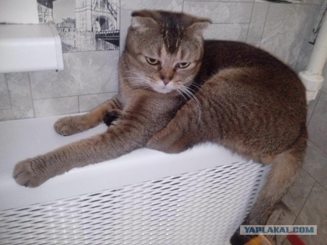 Котовторник 16.02.16