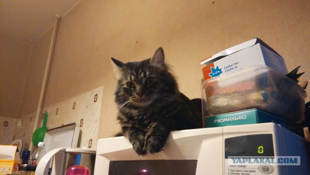 Про моего котика: нежного, злого, вредного