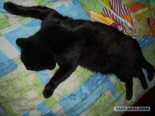 Жизнь домашнего приюта для котеек 122