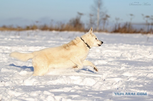 Я жду тебя за Радугой