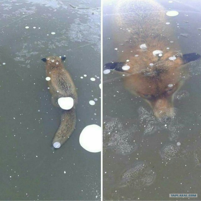 Лиса вмерзла в лед