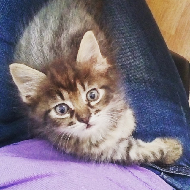 Коты и Кошки