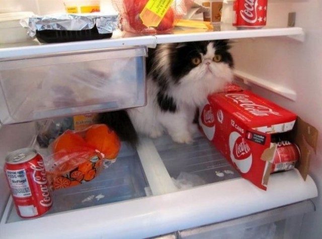 Коты и Кошки