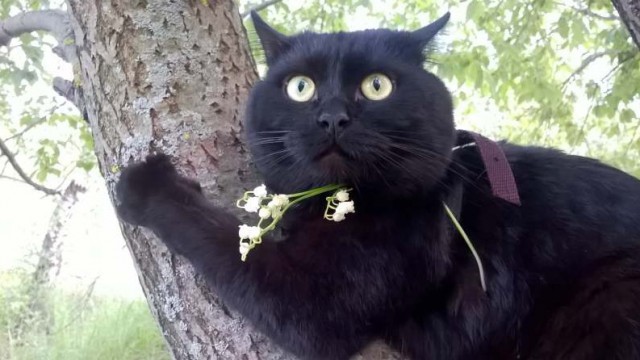 Жизнь домашнего приюта для котеек 168