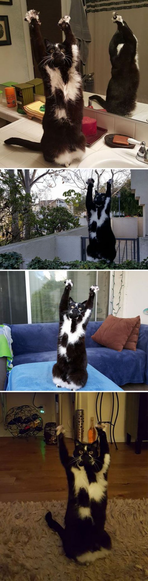 Коты и Кошки