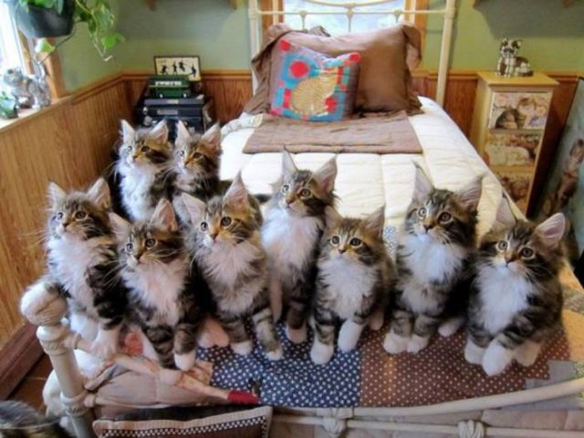 Коты и Кошки