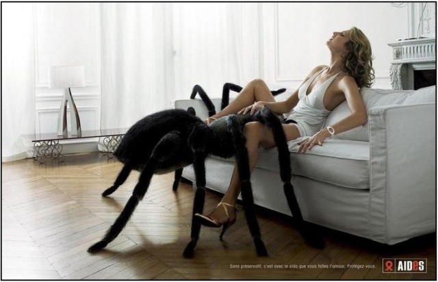 В Австралии сфотографировали, кажется, самого большого паука в мире
