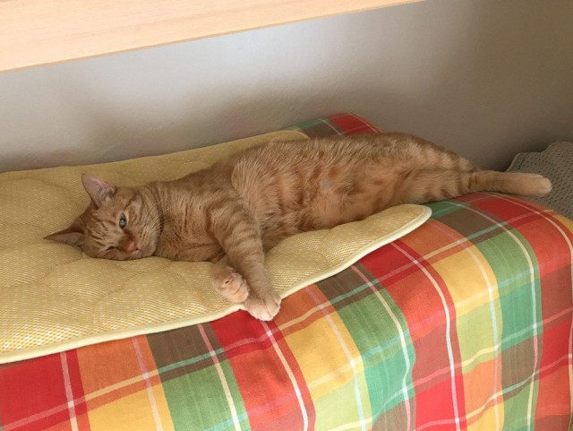 Коты и Кошки
