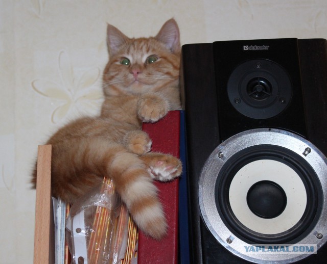 Котофеи обнаглели