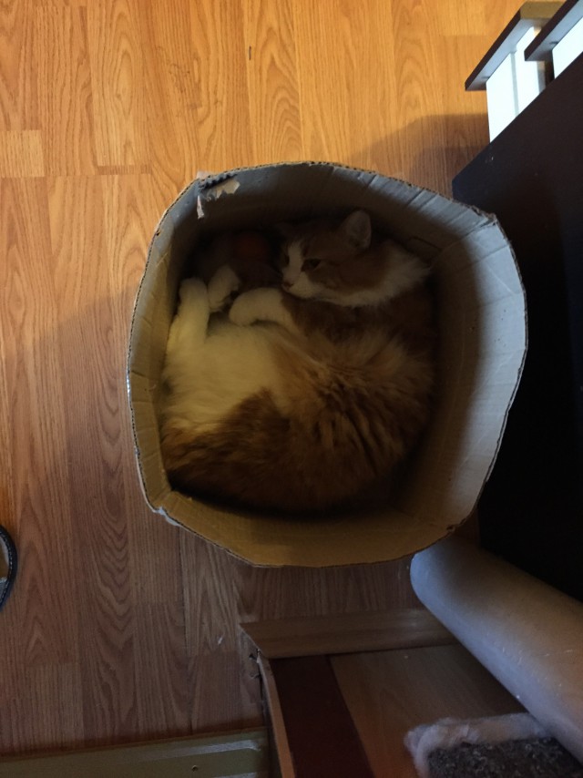 Котовторник 03.10.17.