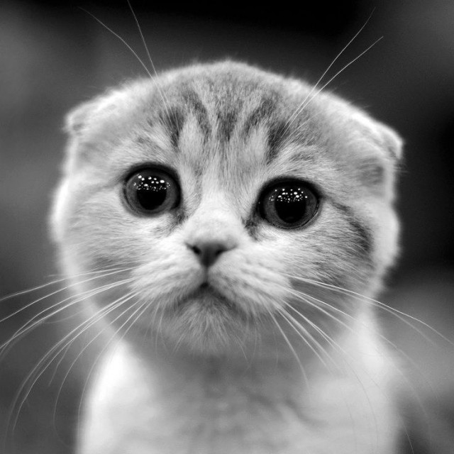 Коты и Кошки