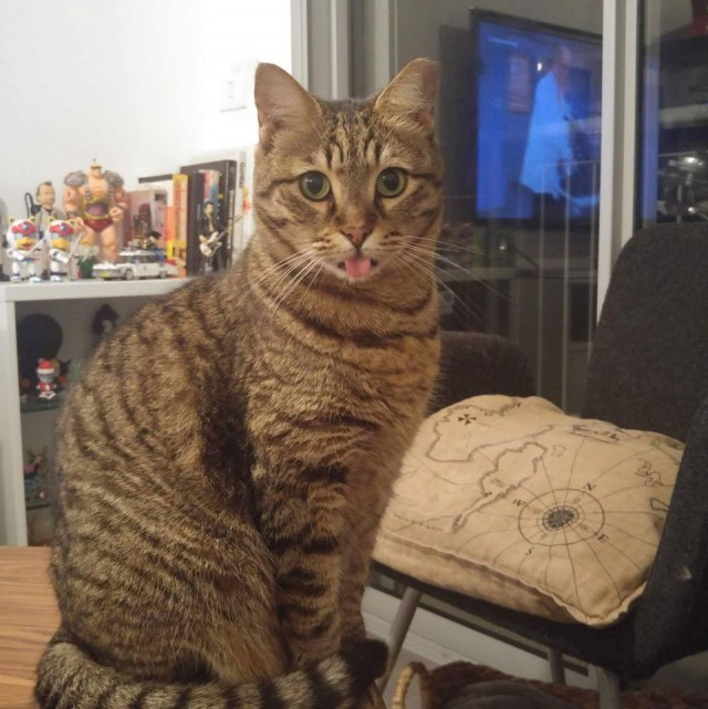 Коты и Кошки