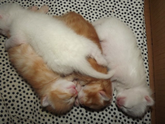 Коты и Кошки