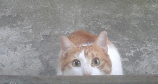 Прикольных котов пост