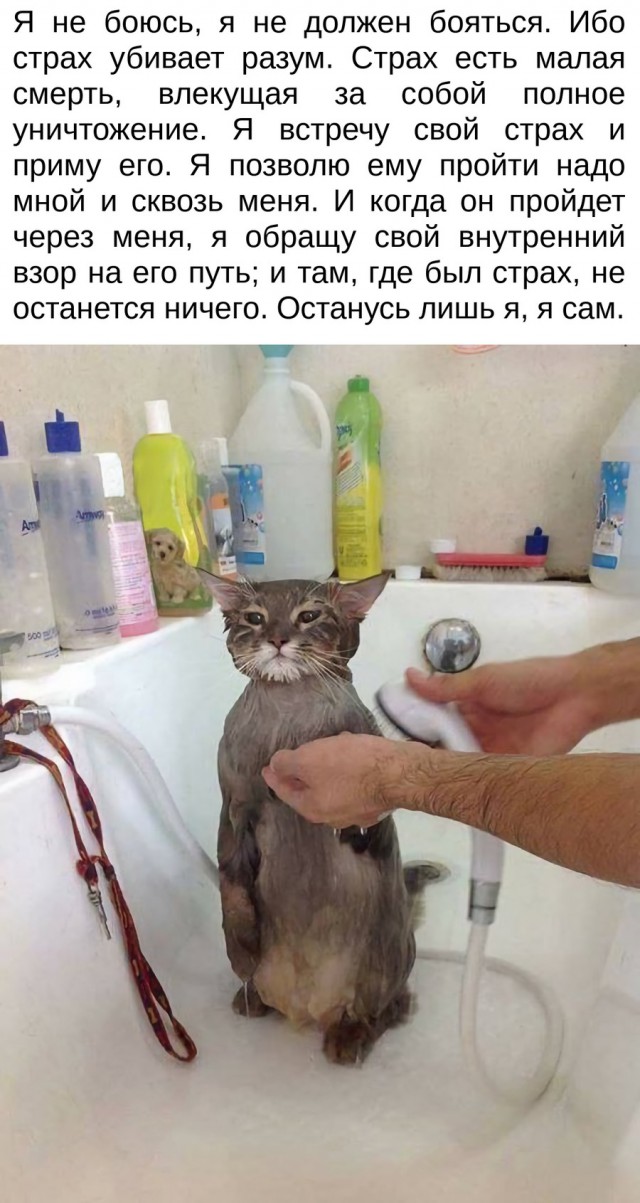 Тупик эволюции