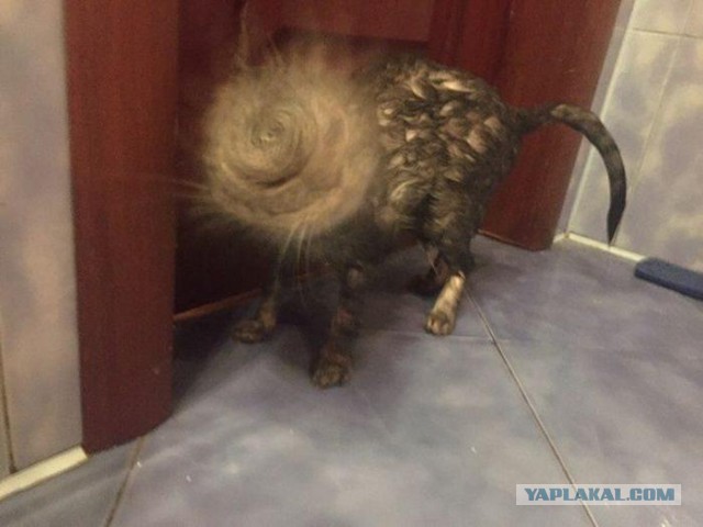 Котовторник  23.01.2018