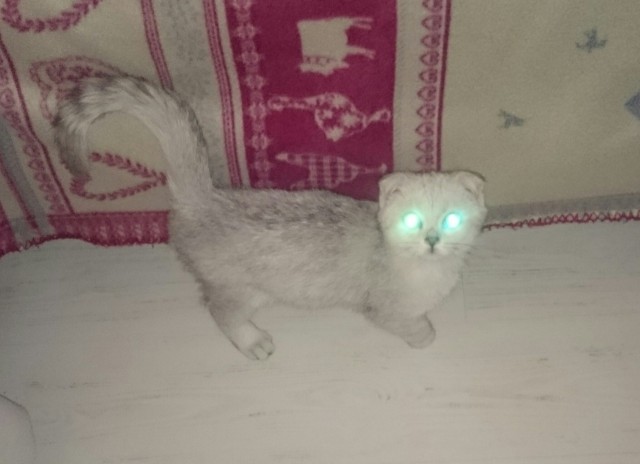 Котовторник 27.02.2018 наступил!