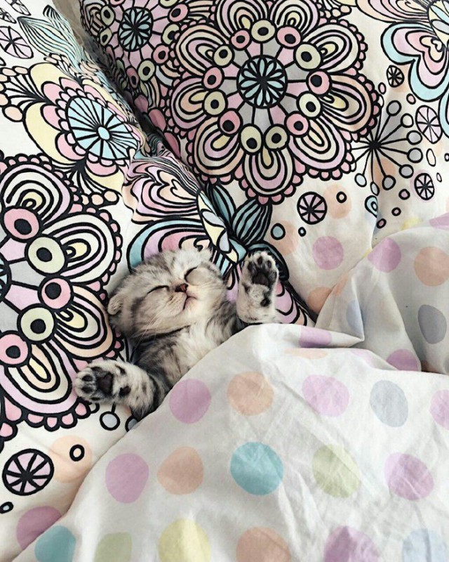 Прикольных котов пост