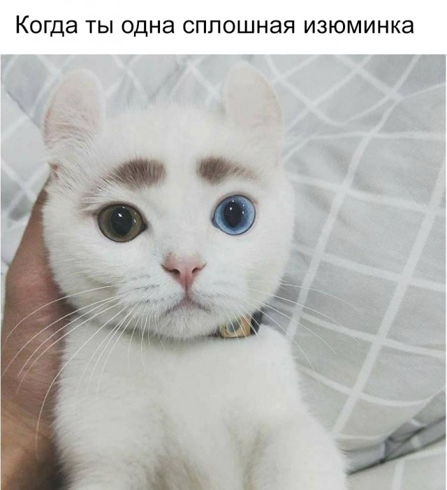 Фотобомбы котов