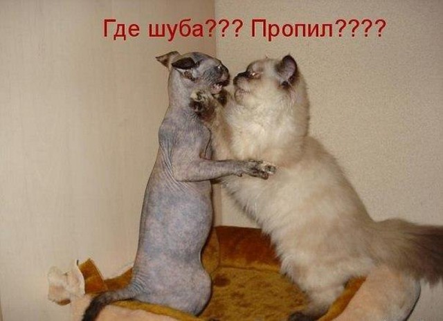 Картинки по-приколу