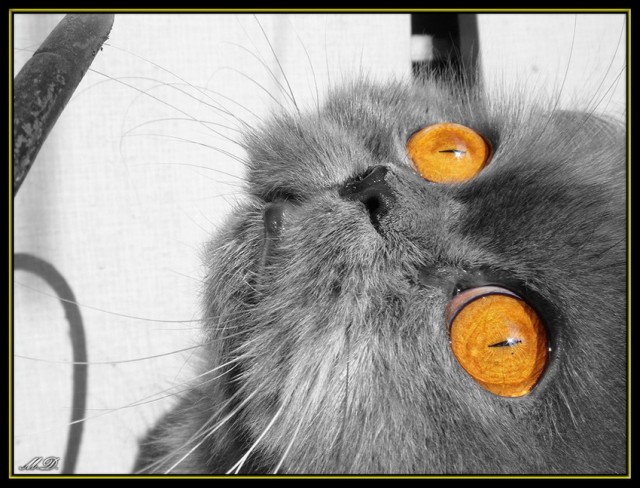 Котовторник: Кошки гаваны и другие!