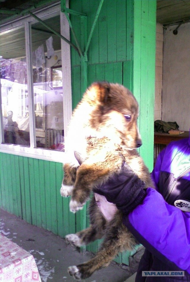 Собакочетверг