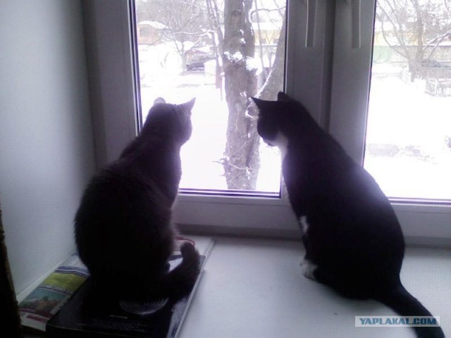 Котовторник (02.06.2009)