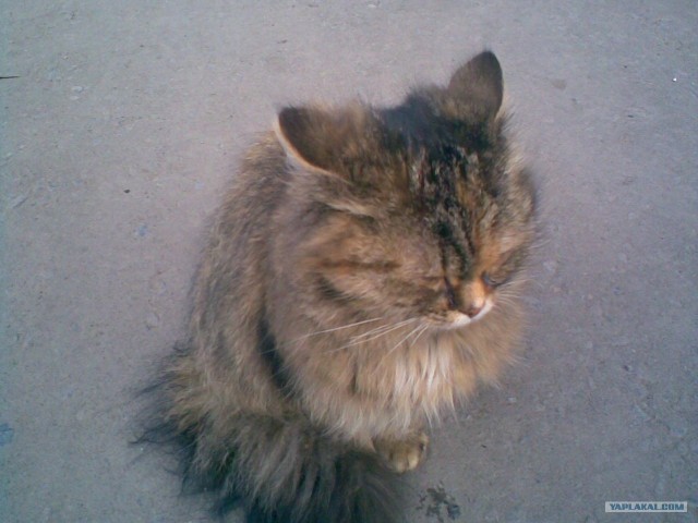 Бродячие коты 2 фотки