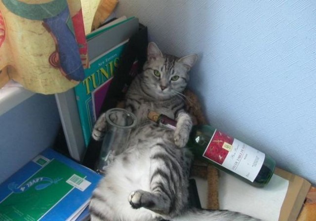 Котовторник стартует