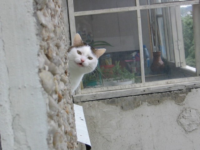 Котовторник объявляется открытым!