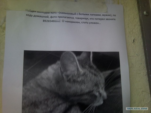 Котовторник объявляется открытым!