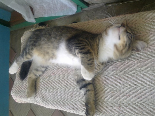 Котовторник! 11.10.11