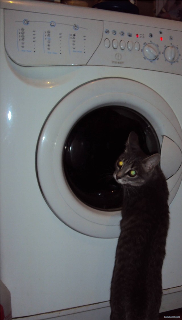 Котовторник (начало в супермаркете!)