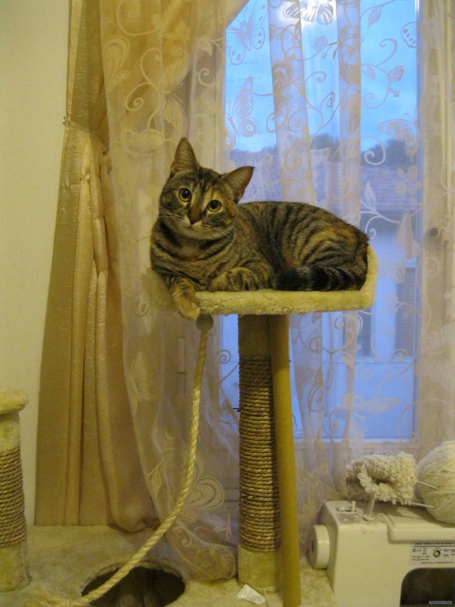 Котовторник (31.01.2012)