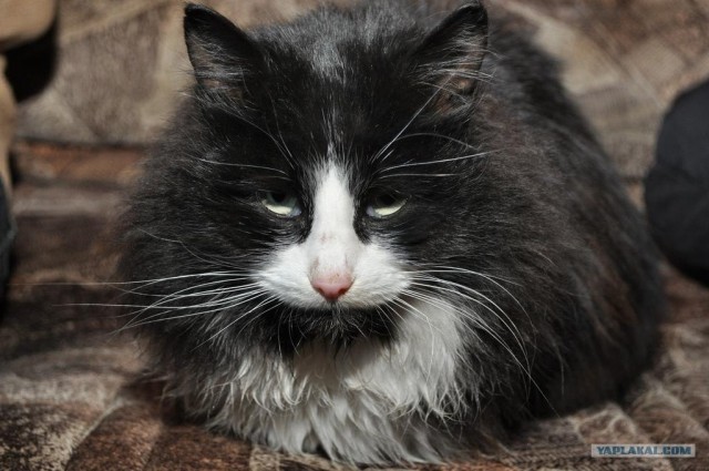 Котовторник (07.02.2012)
