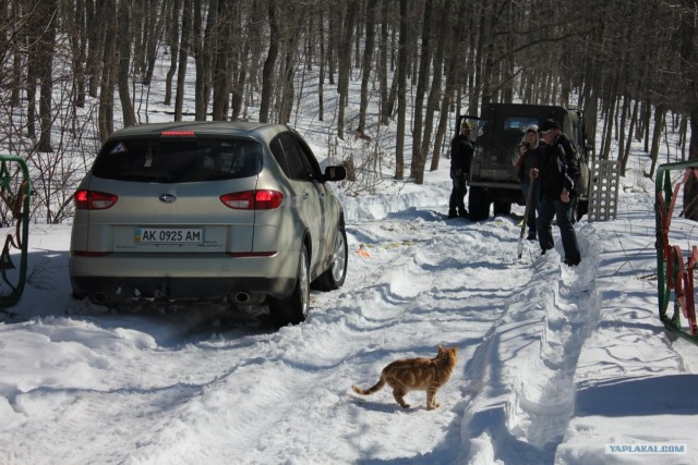 Котовторник 20.03.2012
