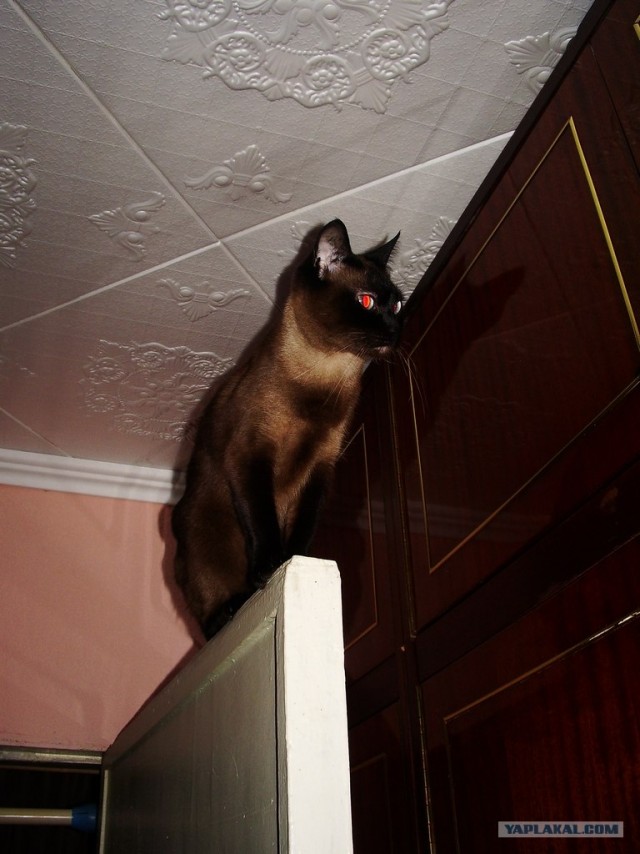 Котовторник 27.03.2012