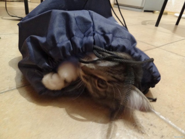 Котовторник  от 3.04.2012