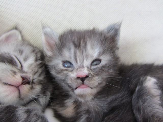 Котовторник 26.02.2019