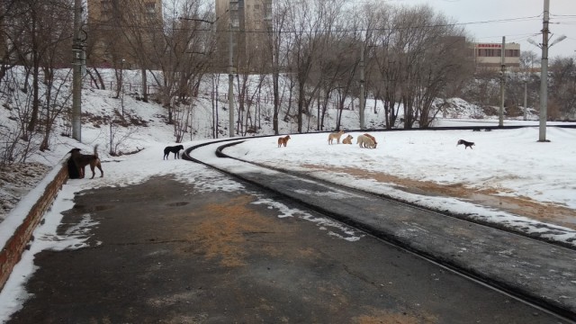 Во Владимире собаки насмерть загрызли молодого мужчину