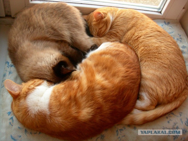 Чо, поцоны? Котовторнег?!
