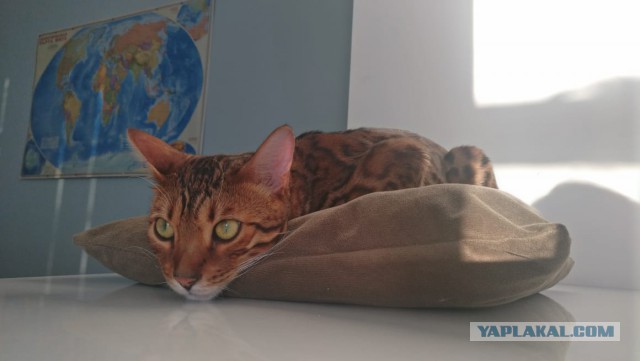 Картинки с котами и про котов