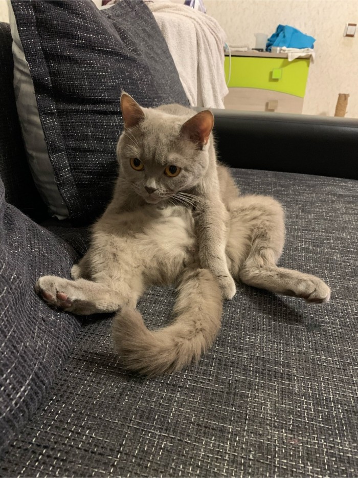 ЯП в кошках