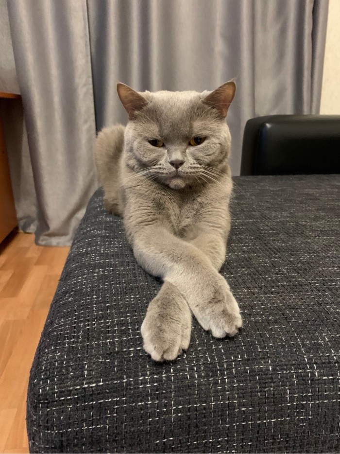 Котопост