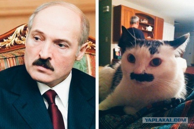 Раз баяны