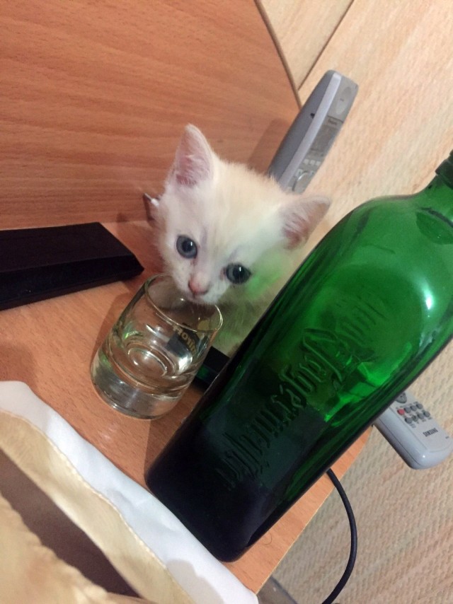 Эти забавные животные
